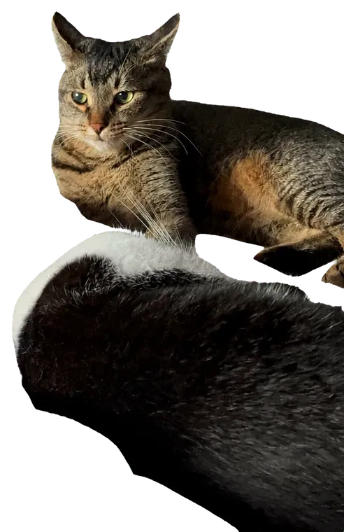 Бублик и Коржик отдыхают
